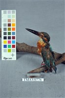 藏品(翠鳥)的圖片